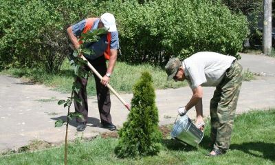 В уходящем году в Волгограде высажено более 4 тысяч новых деревьев