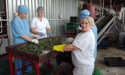 В Красноармейском районе Волгограда открылся завод по переработке плодоовощной продукции