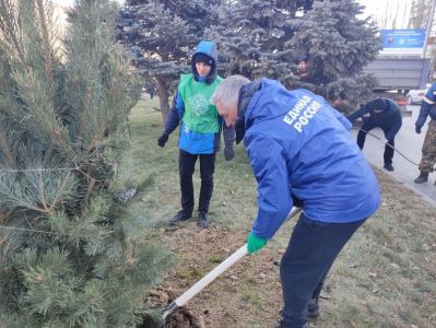 80 сосен высадили на улице Хиросимы к юбилею Сталинградской Победы