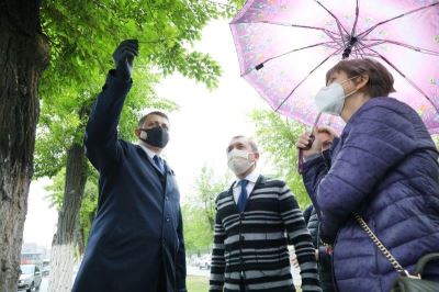 В Волгограде проверили состояние деревьев с омоложенной кроной